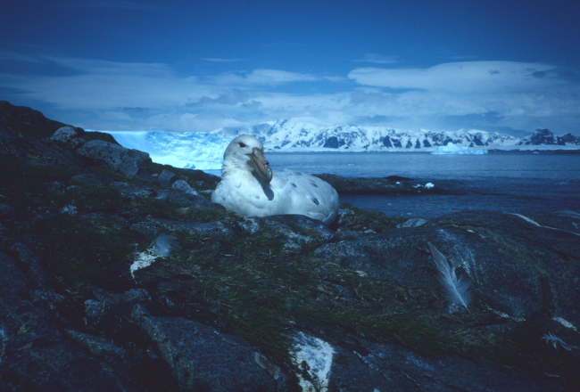 A white morph southern giant petrel sits on its nest atop a rocky hillside