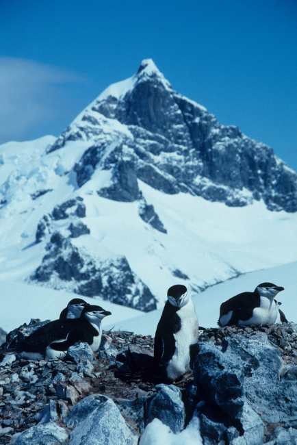 A chinstrap penguin colony, King George Island