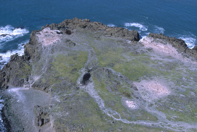 An aerial view of cliffside penguin colonies
