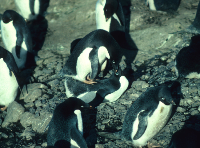 Early each austral summer, Adelie penguins can be seen mating