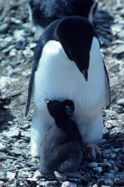 An adult Adelie penguin looks after its two chicks
