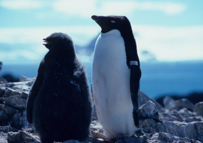 An adult Adelie penguin stands beside a nearly grown chick