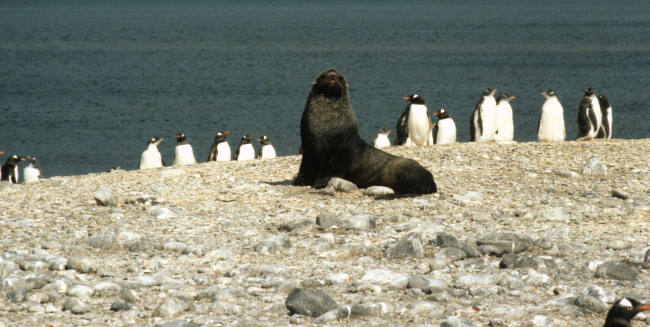 An Antarctic fur seal with gentoo penguins