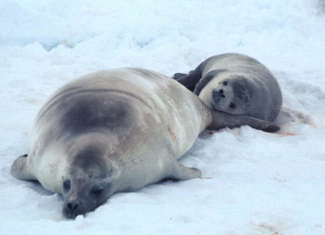 A pair of Weddell seals resting on the ice