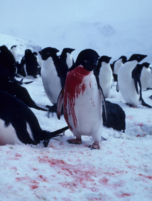 This injured Adelie penguin seeks the refuge of its breeding ground,but may not survive