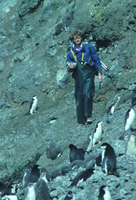 A biologist counts his way through a chinstrap penguin colony on Seal Island