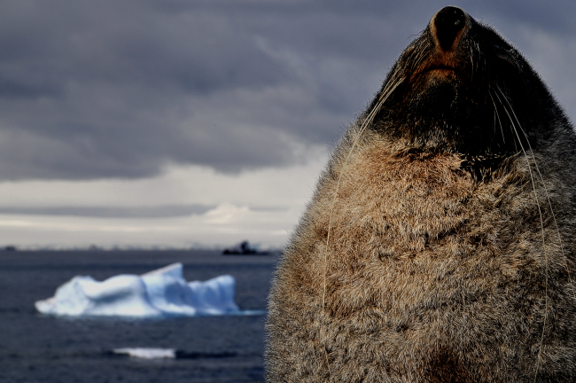 An Antarctic fur seal, with warm winter coat