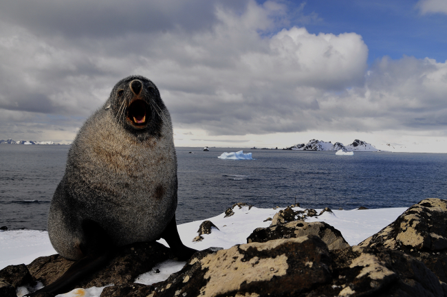 An Antarctic fur seal at Cape Shirreff, Livingston Island