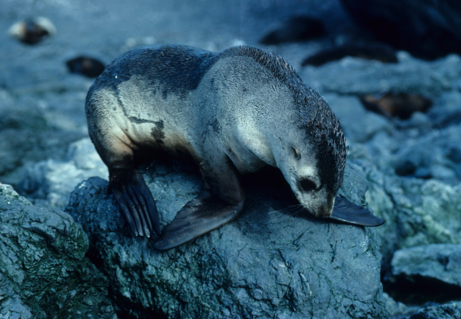 A yearling Antarctic fur seal