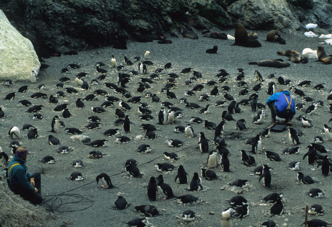 AMLR scientists set up a hidden scale that will measure penguins as they walkover it or sit on it