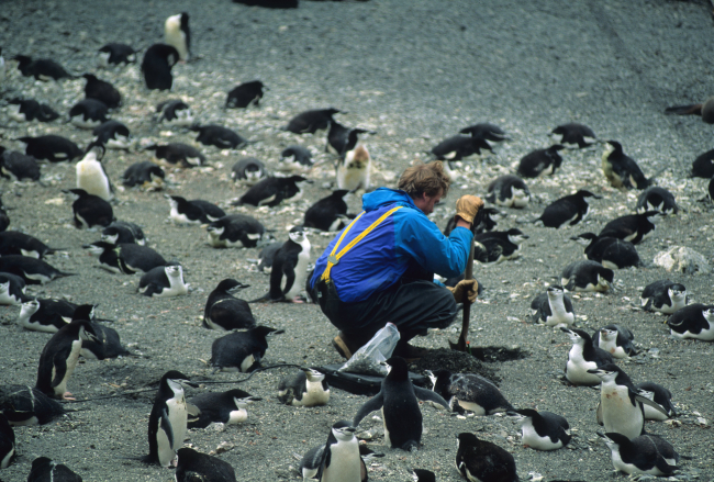 An AMLR biologist buries a scale in a penguin colony on Seal Island