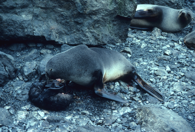 A fur seal mother with her newborn pup