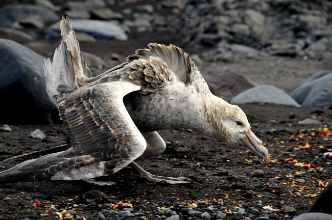 A giant petrel defends its meal from an intruder in a pose referred to bysome scientists as the sealmaster posture