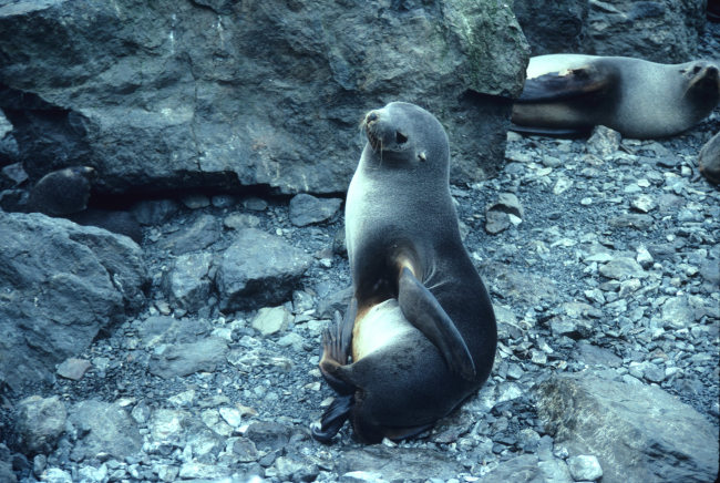 Antarctic fur seal giving birth