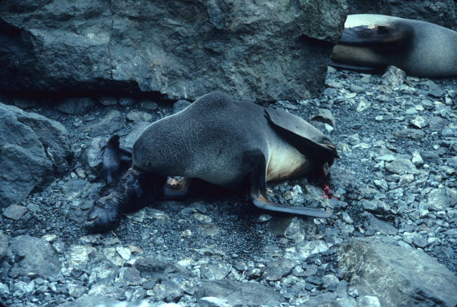 A fur seal with a flipper tag, and her newborn pup