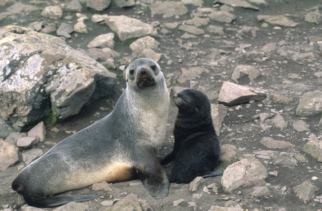 Antarctic fur seal mom and pup
