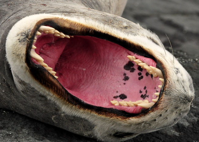 An impressive view of a leopard seal's teeth, Cape Shirreff, Livingston Island