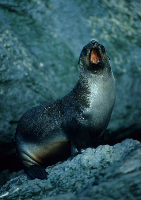 A calling fur seal
