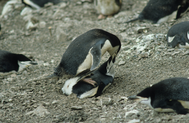 A pair of chinstrap penguins prior to copulation