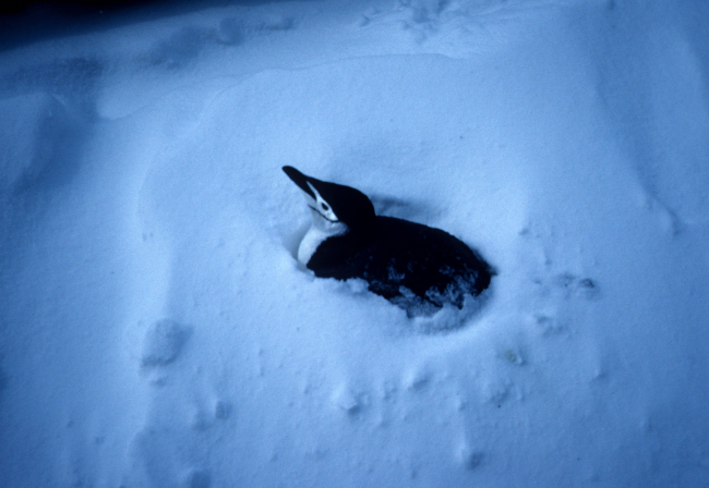 A chinstrap penguin guards its nest after a snowstorm