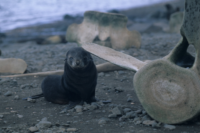 Fur seal pup next to a whale vertebra