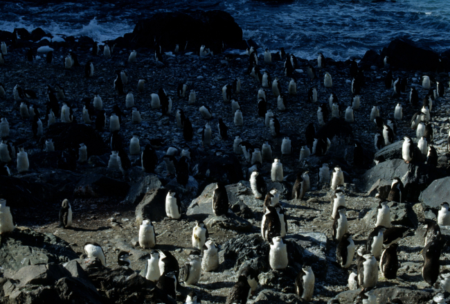 A chinstrap penguin colony on Seal Island