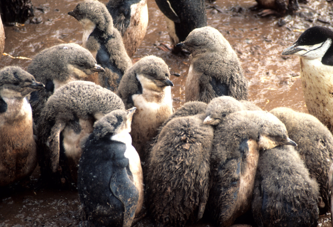 Molting chinstrap penguins, Seal Island