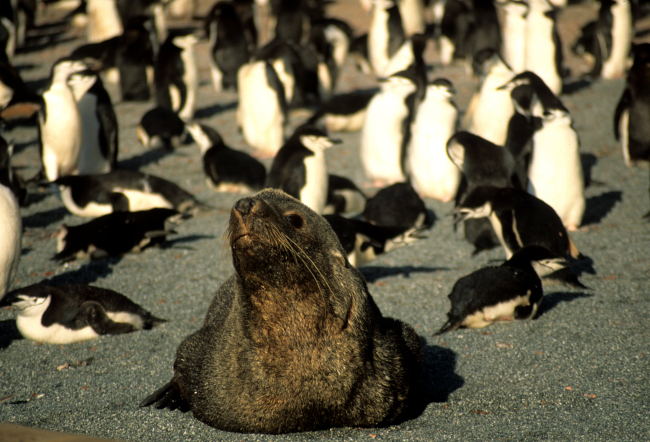 A fur seal amongst penguins