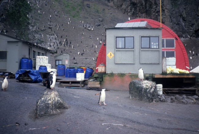 Penguin crossing at the Seal Island field station