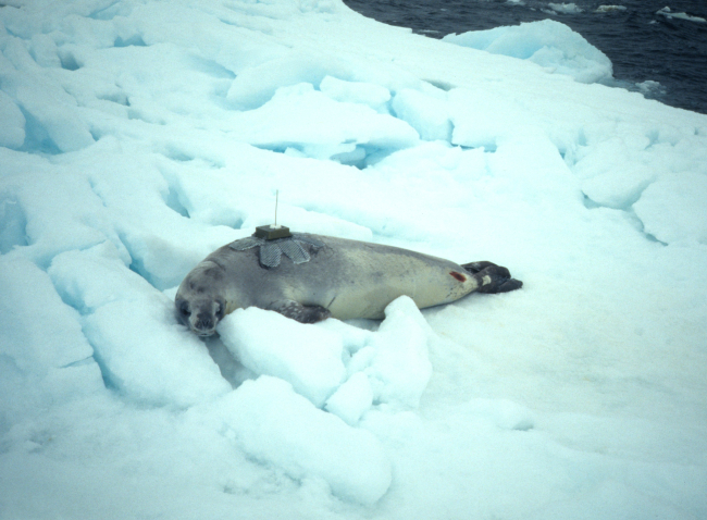 A seal with a telemetry tag in 1990