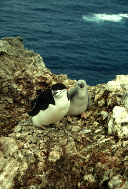 A chinstrap penguin with chick