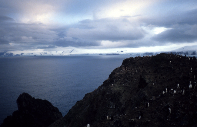 A cliffside colony of chinstrap penguins at Seal Island