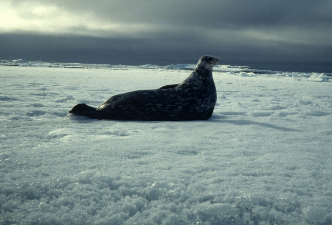 A Weddell seal