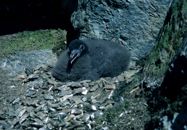 A southern giant petrel chick sits on its nest, awaiting the return of itsparents and the anticipated meal that accompanies their arrival