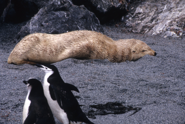 A rare blonde color morph of the Antarctic fur seal rests on the beach