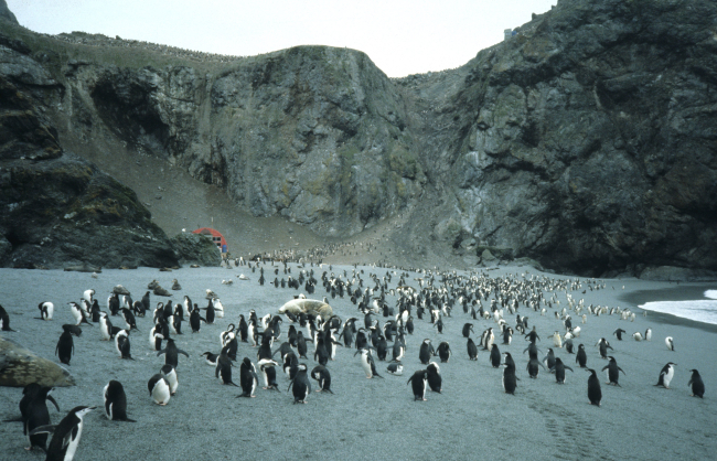 Chinstrap penguins and  seals at North Cove, Seal Island