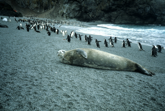 A Weddell seal at North Cove, Seal Island