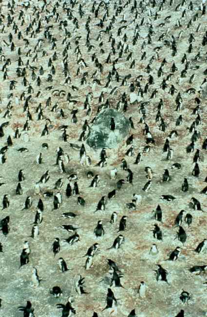 Chinstrap penguins on nests, Seal Island