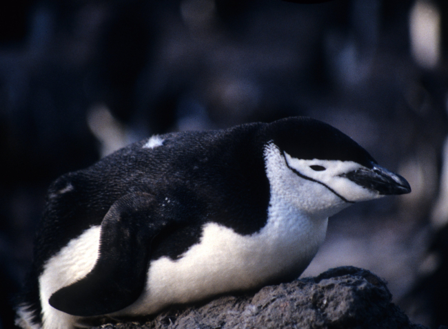 A resting chinstrap penguin at Seal Island