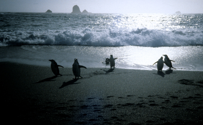Chinstrap penguins in the surf at Seal Island