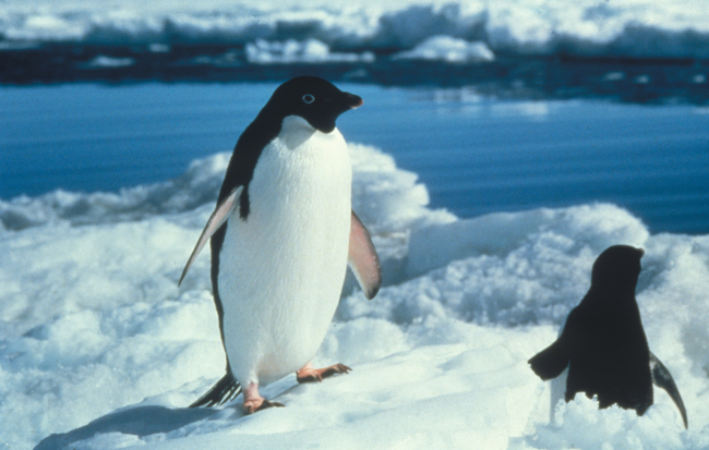 The Adelie penguins hop over ice and snow in the early breeding season