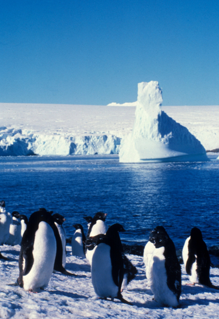 Adelie penguins are often found on snowy beaches such as this one
