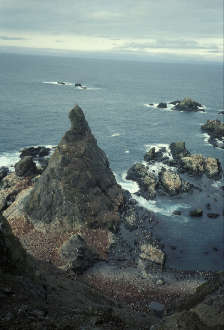 A penguin colony on the rocky coast of Seal Island