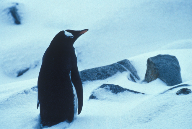 A gentoo penguin in the snow, Seal Island