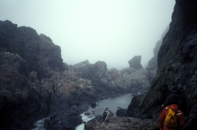 Hiking through a coastal chinstrap penguin colony, Seal Island