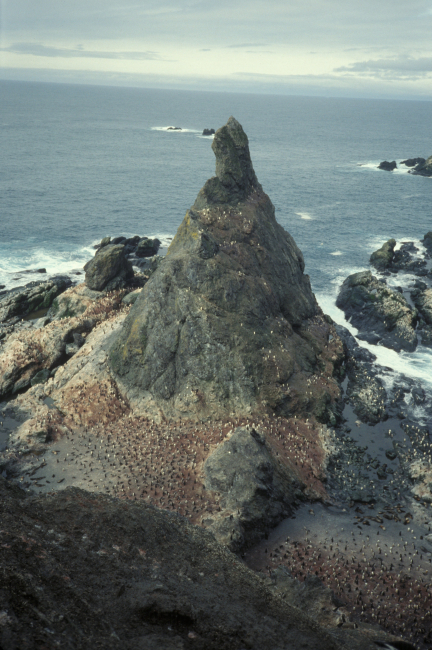 A penguin colony surrounds the foot of a rocky pinnacle at Seal Island