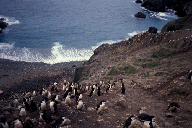 Chinstrap penguins cling to steep seaside cliffs at Seal Island