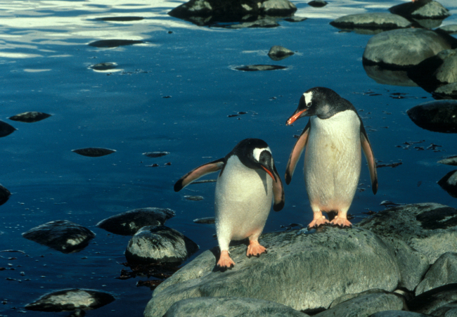 Gentoo penguins on the rocky shores of Seal Island