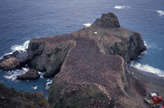 Overlooking a penguin colony and the AMLR field station on the rocky coastof Seal Island