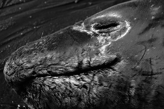 A close up of a resting leopard seal